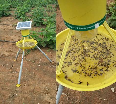 Witchcraft screen insect trap